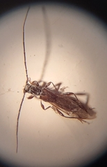 Molorchus umbellatarum