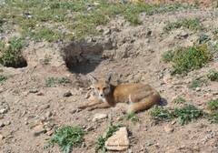 Vulpes vulpes barbara