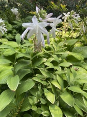 Ornithogalum nutans