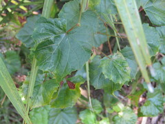 Phyllocnistis vitegenella