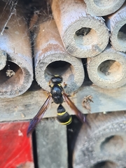 Ancistrocerus antilope