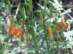 Lilium pardalinum pardalinum
