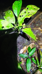 Ronabea latifolia