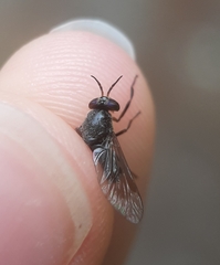 Chrysops fuliginosus