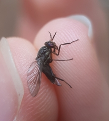 Chrysops fuliginosus