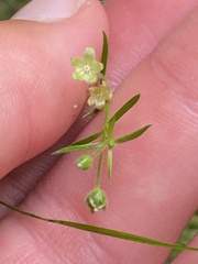 Sagina japonica