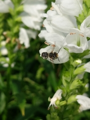 Megachile