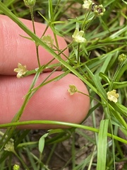 Sagina japonica