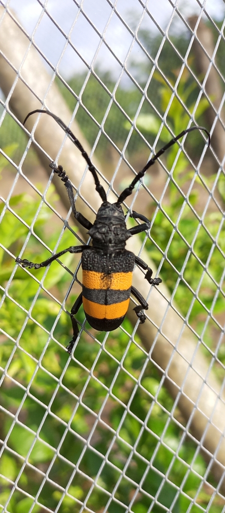 Phryneta aurocincta