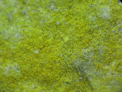 Flavoplaca citrina