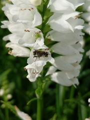 Megachile