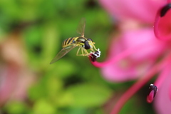 Sphaerophoria macrogaster