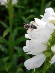 Megachile