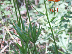Lilium pardalinum pardalinum