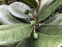 Sideroxylon borbonicum