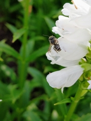 Megachile