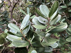 Sideroxylon borbonicum
