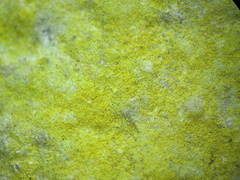 Flavoplaca citrina