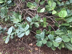 Sideroxylon borbonicum