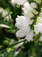 Megachile