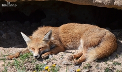 Vulpes vulpes barbara