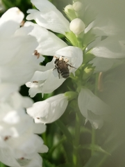Megachile