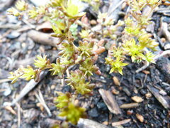 Sedum annuum