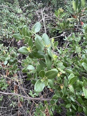 Lonicera subspicata