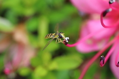 Sphaerophoria macrogaster