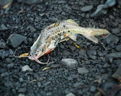 Pimelodus maculatus