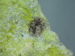 Flavoplaca citrina