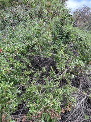 Lonicera subspicata