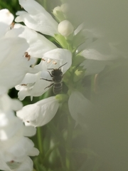 Megachile