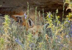 Vulpes vulpes barbara