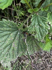 Silis ruficollis