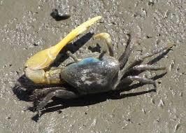 Mud Fiddler Crab, photo 6 of 8