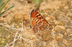 Euphydryas desfontainii