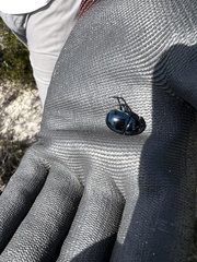 Trypocopris pyrenaeus