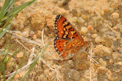 Euphydryas desfontainii