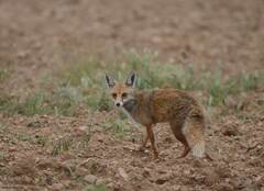 Vulpes vulpes barbara