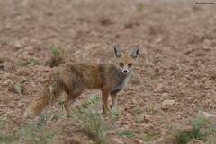 Vulpes vulpes barbara