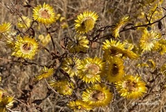 Helichrysum setosum