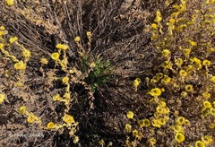 Helichrysum setosum