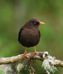 Sooty Thrush photo 4