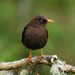 Sooty Thrush - Photo (c) Jerry Oldenettel, some rights reserved (CC BY-NC-SA)