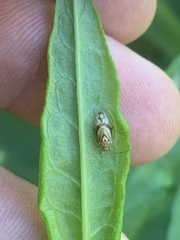 Tropidosteptes
