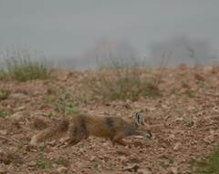 Vulpes vulpes barbara