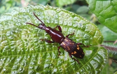 Agriorrhynchus klapperichi