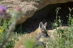 Vulpes vulpes barbara