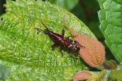 Agriorrhynchus klapperichi
